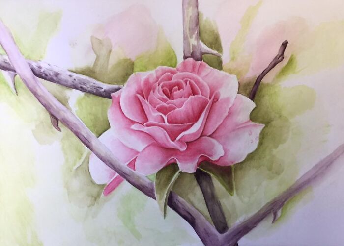 I Like To Grow Roses And Photograph Them. And I Paint Them Too. Watercolor On Hotpressed