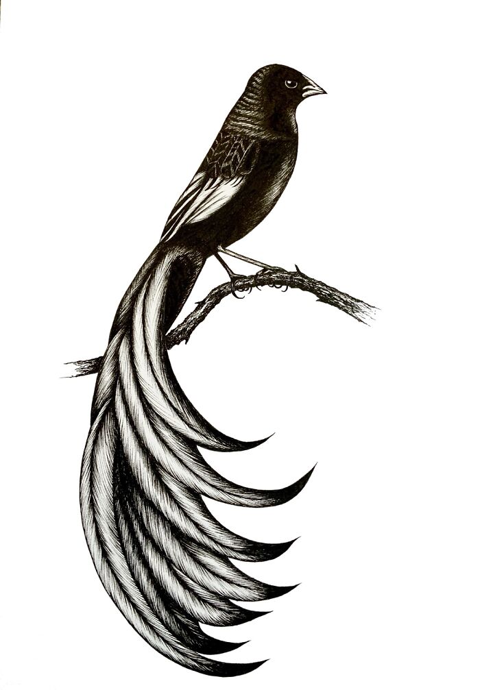 Widow Bird In Ink