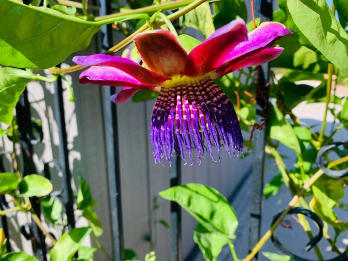 This Is A Passion Flower. Fragrance Is Incredible. Each Bloom Only Lives For 24 Hours.