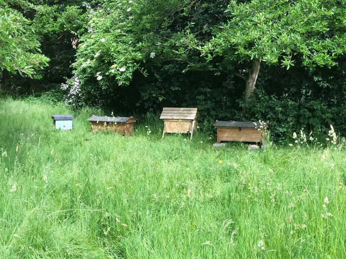 Our Bee Meadow!
