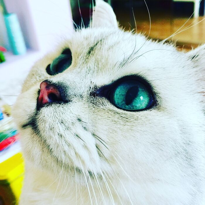 This Is Tarquin. My Beautiful Blue Eyed Boy.