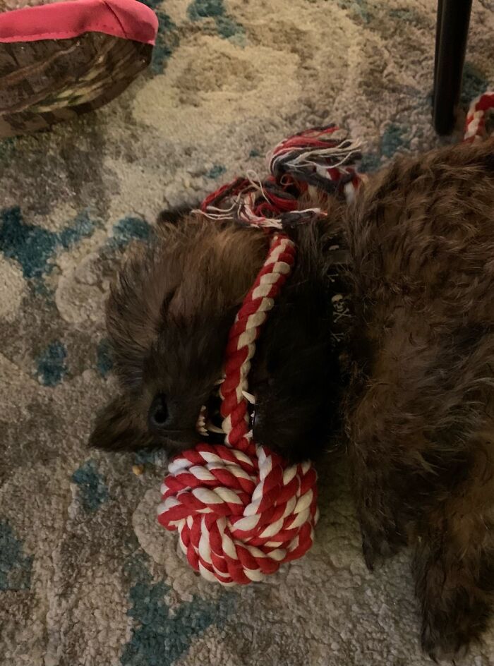 Andy’s Sister Sophie Loved To Steal His Favorite Rope Toy While He Napped. Problem Solved.