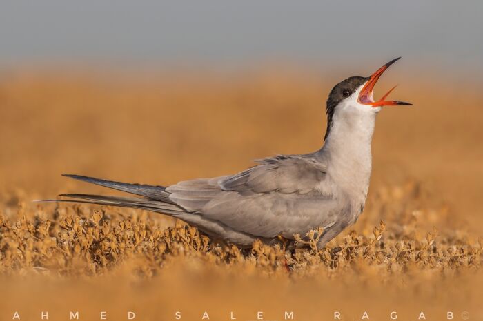 Sterna Birds