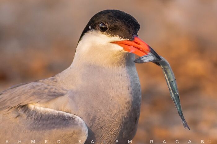 Sterna Birds