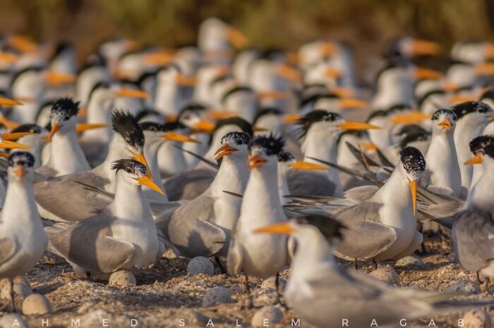 Sterna Birds