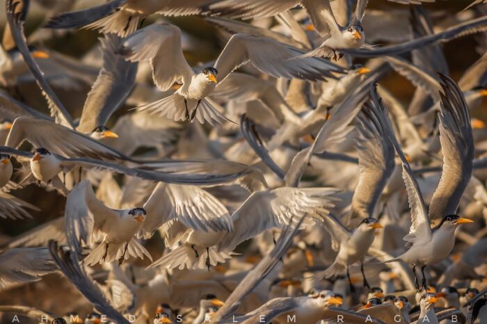 Sterna Birds