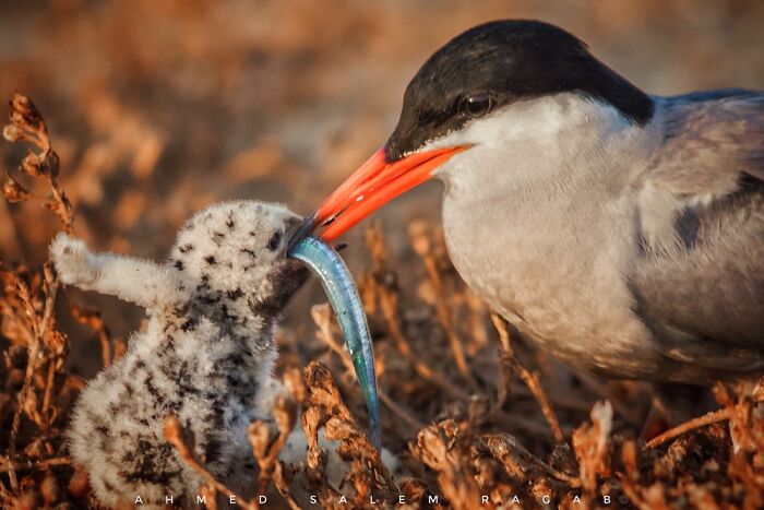Sterna Birds