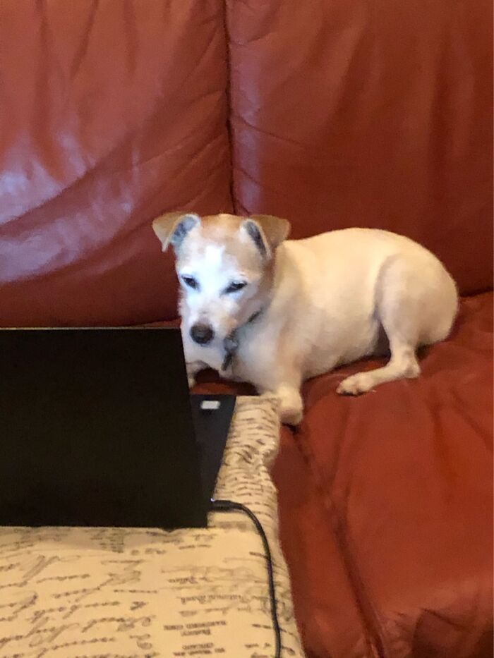 My Dog Catching Up On Some Email