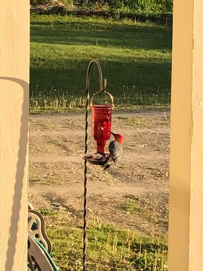 Weird Looking Hummingbird