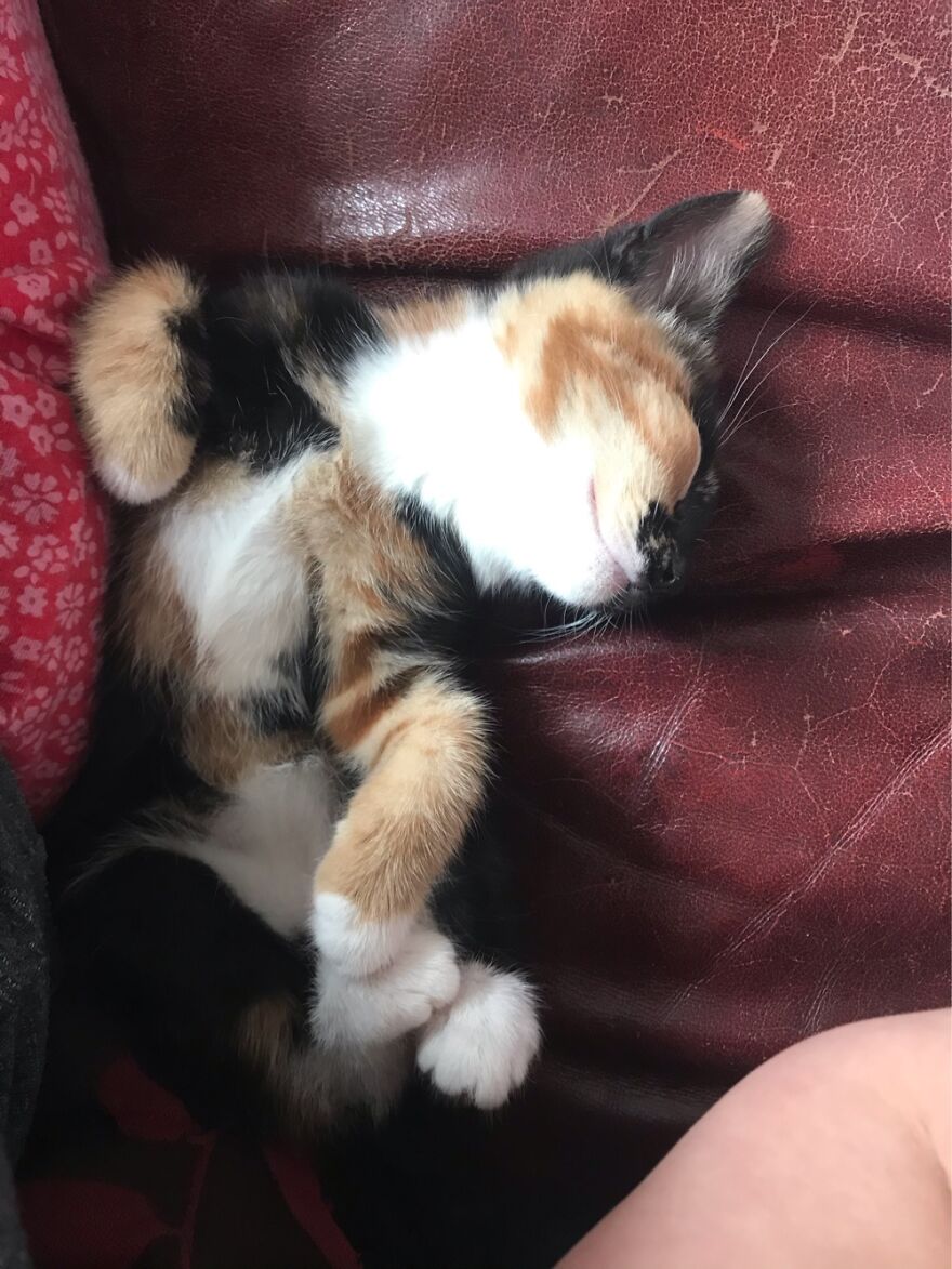 Comfy Kitty - This Is Probably One Of The Normal Ways For Her To Sleep