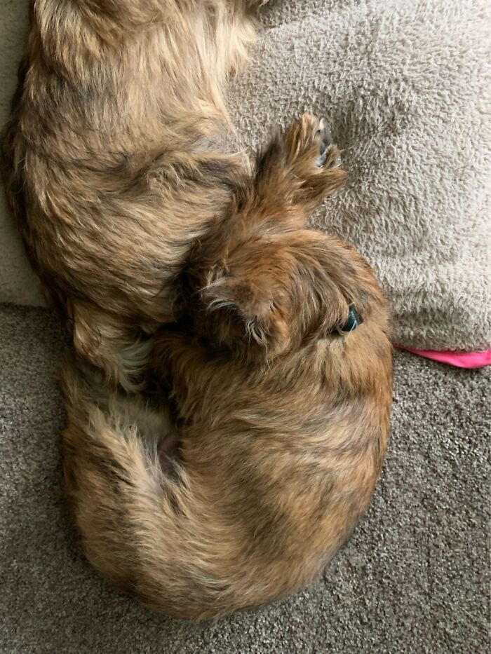 This Is My Two Cairn Terrier Puppies, Andy And Sophie. He’s Sleeping With His Nose In Her Butt!
