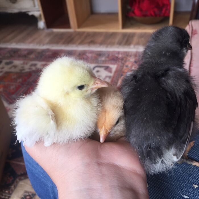 Mother Clucker Bach And Jewel. Guess Which One I Got To Name🤣🤣🤣🤣