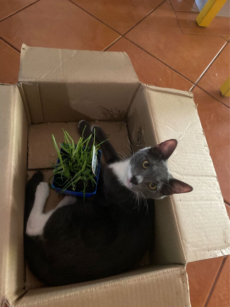 Sammy And His Cat Grass