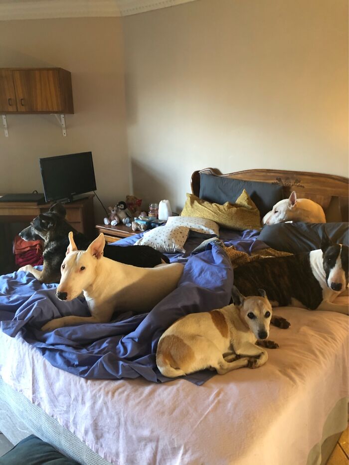 My 5 Doggos, Surprisingly I Fit Onto That Bed As Well At Night…… My Jackie Has Since Passed💔rip