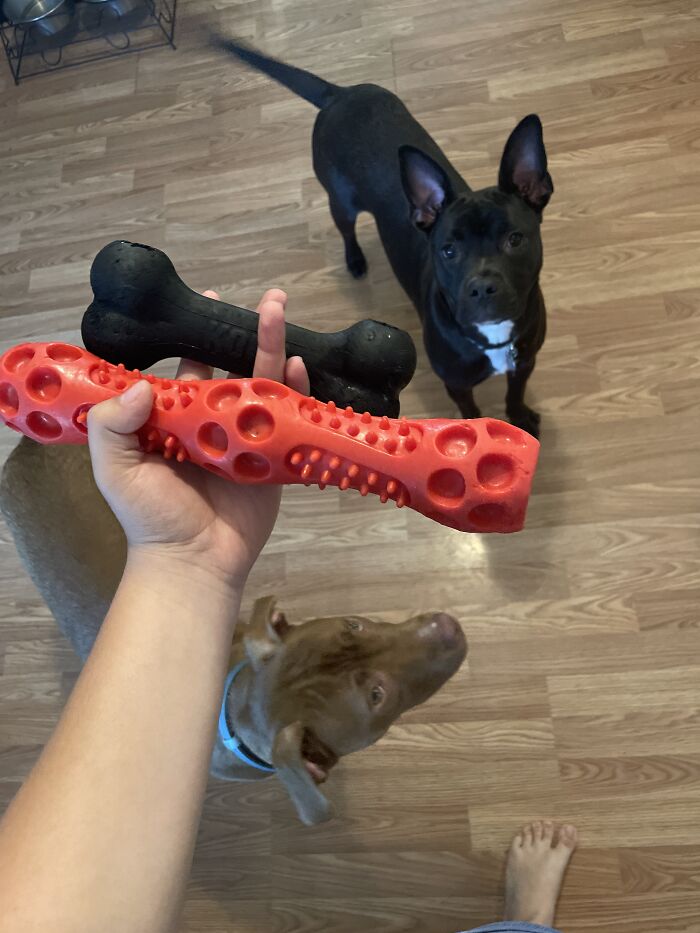 They Prefer The Bone For Tug Of War And Chewing, And The Red (Formerly Squeaky) Toy Is A Fetch Favorite