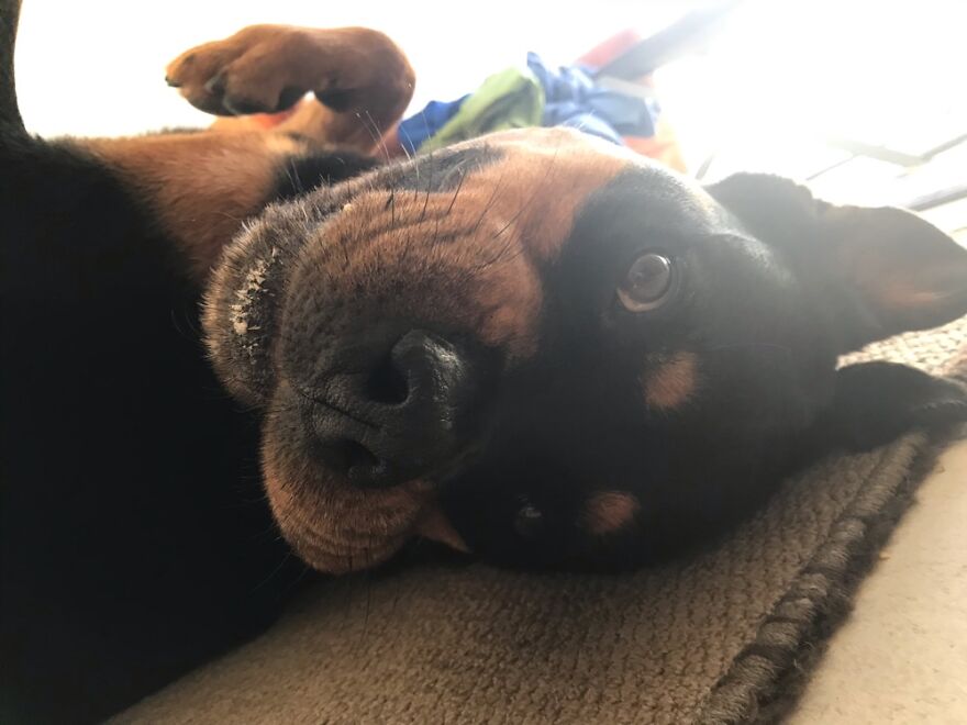 Derpy Doggy Upside-Down (She Always Looks Crazy Like This!)