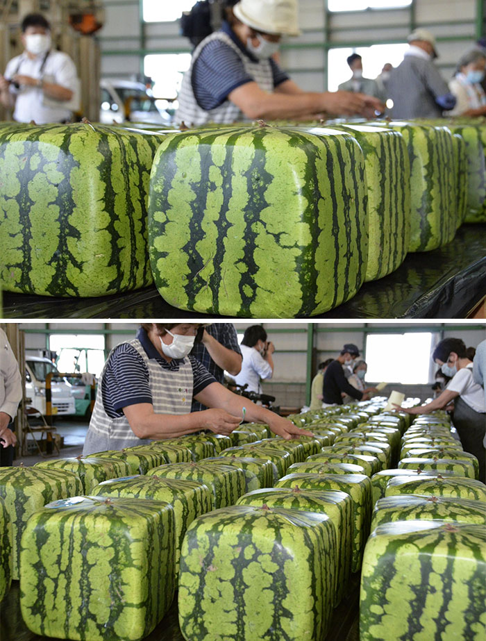 Estas sandías cuadradas en Japón - cultivadas en cajas para darles forma mientras están en la vid - para apilarlas cómodamente, enviarlas y almacenarlas en el refrigerador