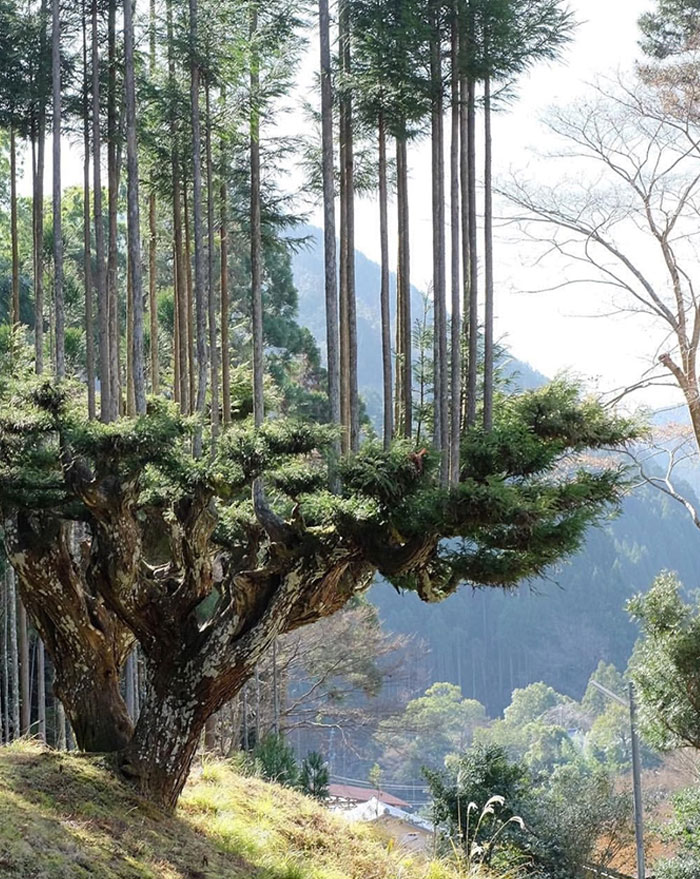 The Japanese Daisugi Technique For Growing Trees Started In The 14th Century And Have Been Producing Wood For 700 Years Without Cutting Down Trees