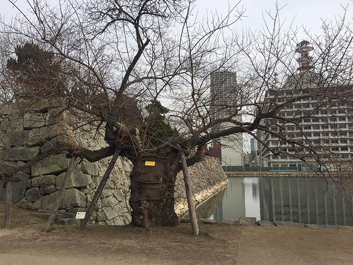 This Tree Survived The Bombing In Hiroshima