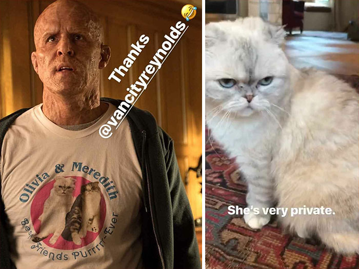 En Deadpool 2 (2018), Wade lleva una camiseta que dice: "Olivia y Meredith. Best Friends Purrrr-Ever". Los dos gatos pertenecen en realidad a Taylor Swift. El equipo de producción tuvo que obtener permiso de ella para usar su imagen