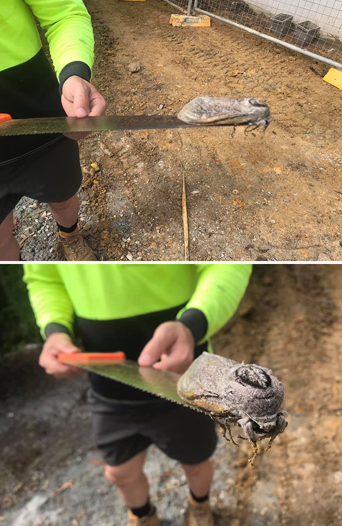 Man Finds An Enormous Moth. About The Size Of A Rat At A School Construction Site In Australia