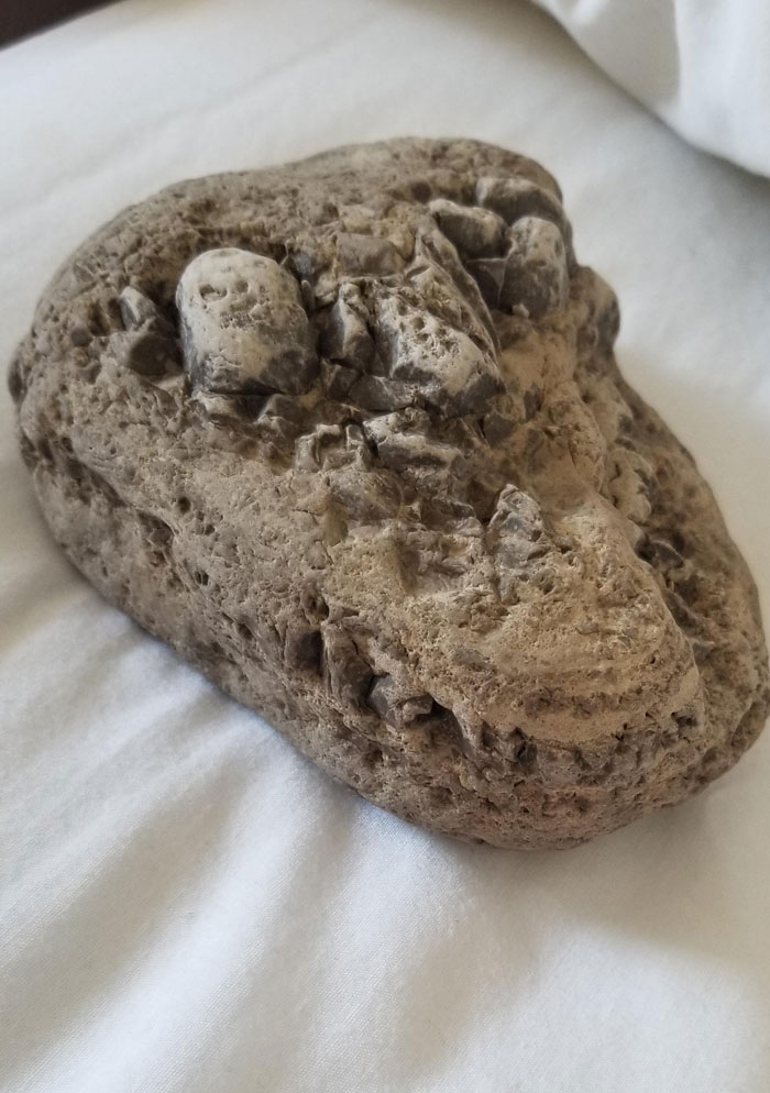 Found A Rock That Looks Like An Alligator