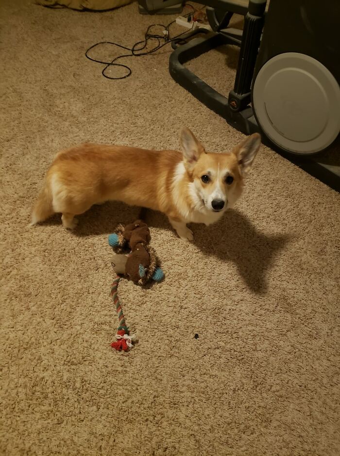 This Is Link Named After The Elf Like Hero From The Zelda Games. According To Welsh Folklore Elves Used Corgis For Transportation And To Pull Carts.