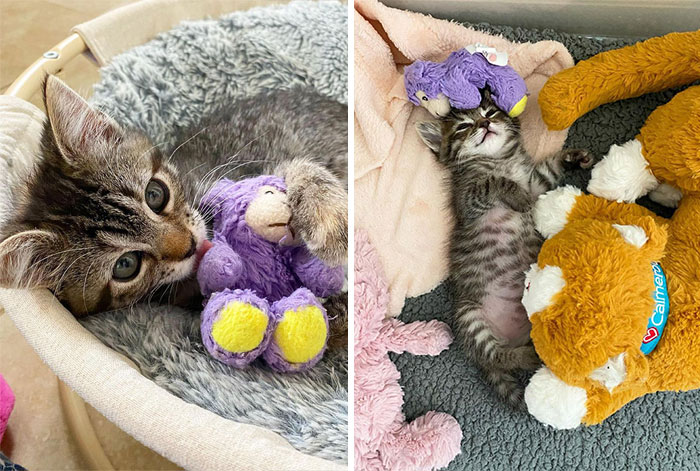 This Kitten Carries Her Toy Named Lamby Beans Everywhere After Being Brought Into Foster Care Alone