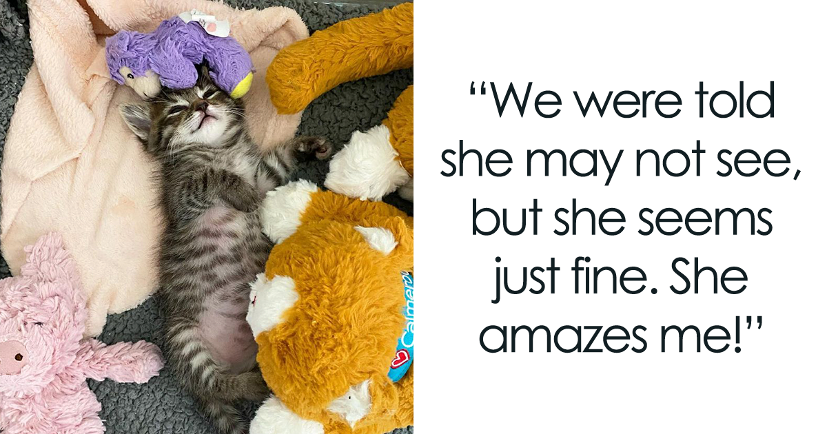 After Being Brought Into Foster Care Alone, Kitten Carries Her Toy Lamb Wherever She Goes - Vimarsana News