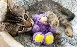 This Kitten Carries Her Toy Named Lamby Bean Everywhere After Being Brought Into Foster Care Alone