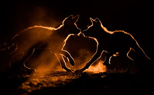 Winners Of The Nature TTL Nature And Wildlife Photographer Of The Year 2021 Have Been Announced (51 Pics)