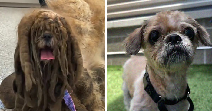 Abandoned Dog Receives A Life-Changing Makeover, Getting 6.5 Pounds Of Matted Fur Shaved Off