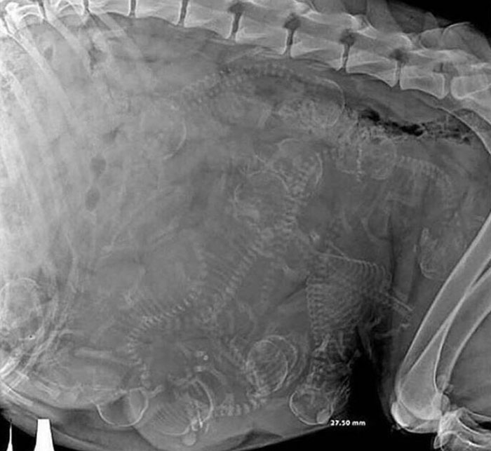 Esta es la radiografía de una perra embarazada