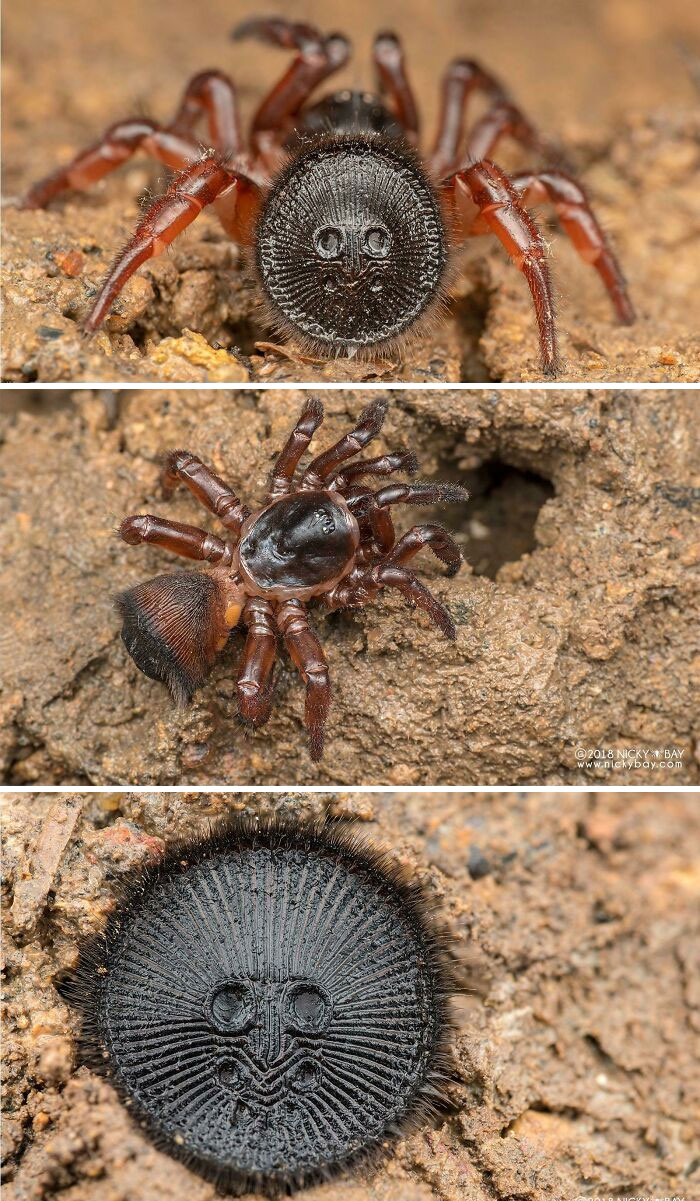 The Cork-Lid Trapdoor Spider. If You See What Looks Like An Ancient Coin Buried In Sand, Leave It Alone...