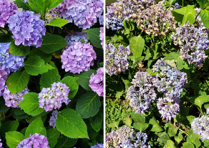 Before And After Of My Hydrangeas In The Portland Heat Wave. Goodnight, Sweet Prince