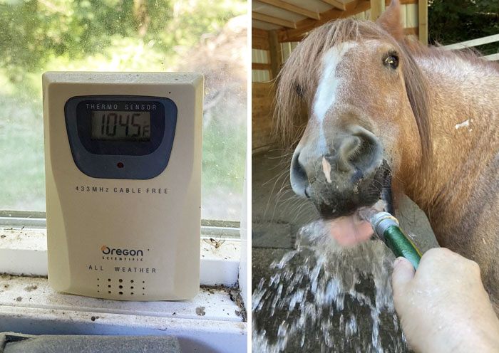 104 Degrees In The Shade In Our Barn . Doing Our Best