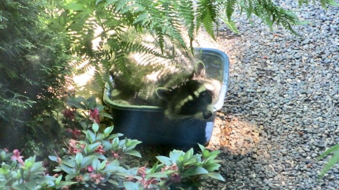 My Parents Live Outside Of Seattle And Set Up A “Pool” For Their Resident Raccoon. I Think She Appreciated It