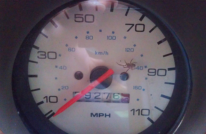 A Spider Is Stuck In My Cars Speedo, And I Have No Idea How To Get It Out