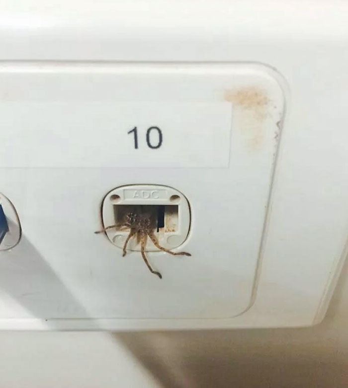 Esta araña cazadora estaba tratando de conectarse a la red