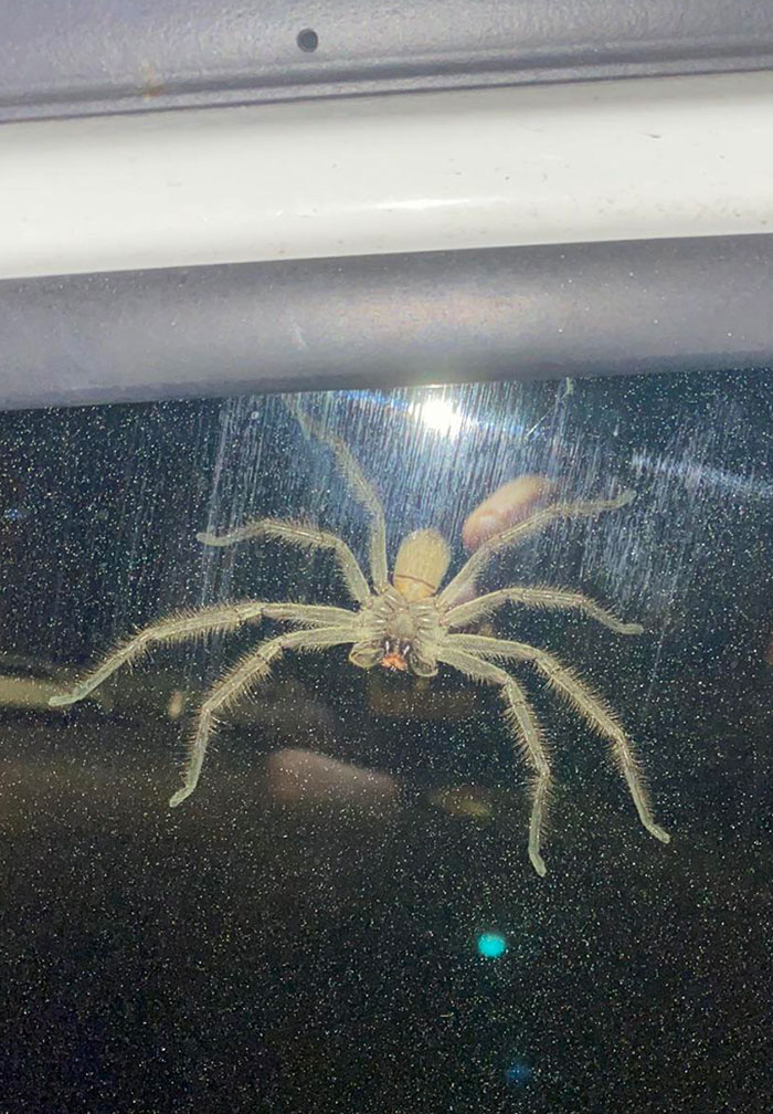 Anoche subí a mi coche, me di la vuelta y vi esto. La araña "cazadora" de Australia. Una grande