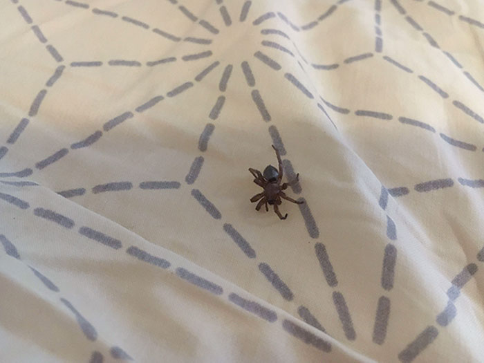 So, My Worst Nightmare Happened Today, A Spider Fell Into My Ear While I Was Sleeping