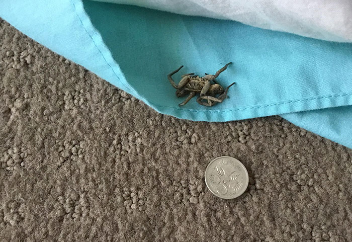 Just Found A Big Wolf Spider In My Pillow - After I Woke Up. This Is How I Found It, It Was Still Alive - Just