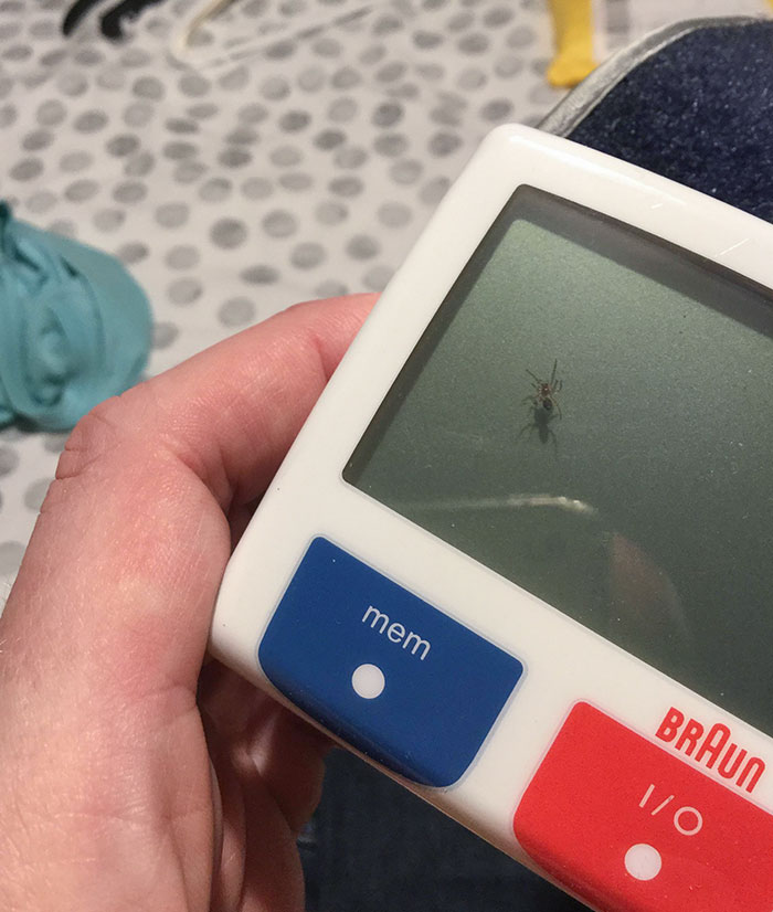 Spider On The Inside Of My Blood Pressure Monitor Display