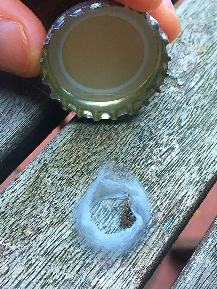 A Spider Spun It's Home Under A Bottle Top Left On My Table Outside