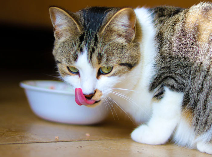 Esta hijastra monta un escándalo cuando sus padres se niegan a alimentar a su gato con comida vegana