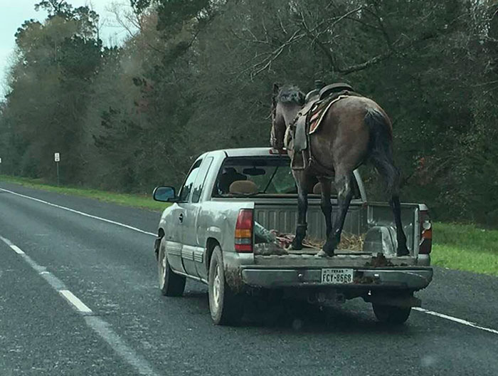 Only In Texas. This Horse Is Either Very Well Trained Or Scared To Death. We Passed This Truck Highway 59, Past Lufkin