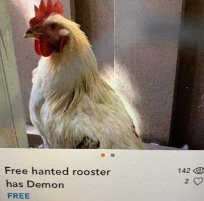 Free Hanted Rooster Has Demon