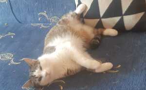 Hey Pandas, Show All Your Pets