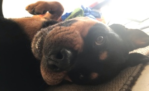 Hey Pandas, Post A Picture Of Your Pet Pulling Its Silliest Face