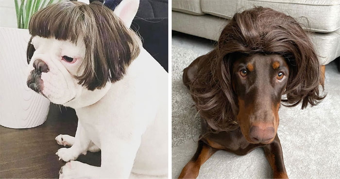35 Personas comparten fotos de sus perros usando pelucas y es divertidísimo